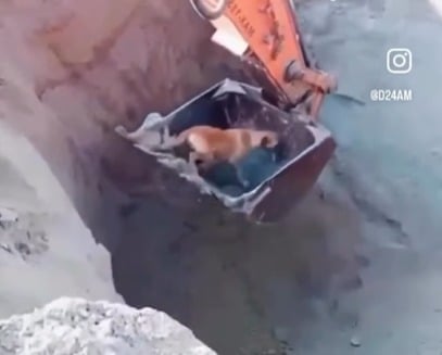 Operador usa escavadeira e resgata cachorro preso em buraco