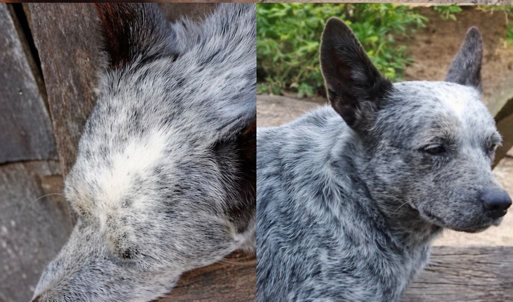 Imagem da cachorra desaparecida em Sena Madureira/Foto: Reprodução