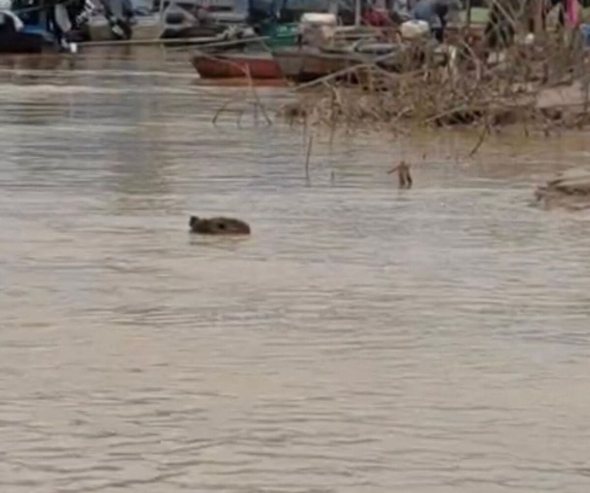 A capivara é considerada o maior roedor do mundo e costuma viver próxima a rios, lagos e áreas alagadas.