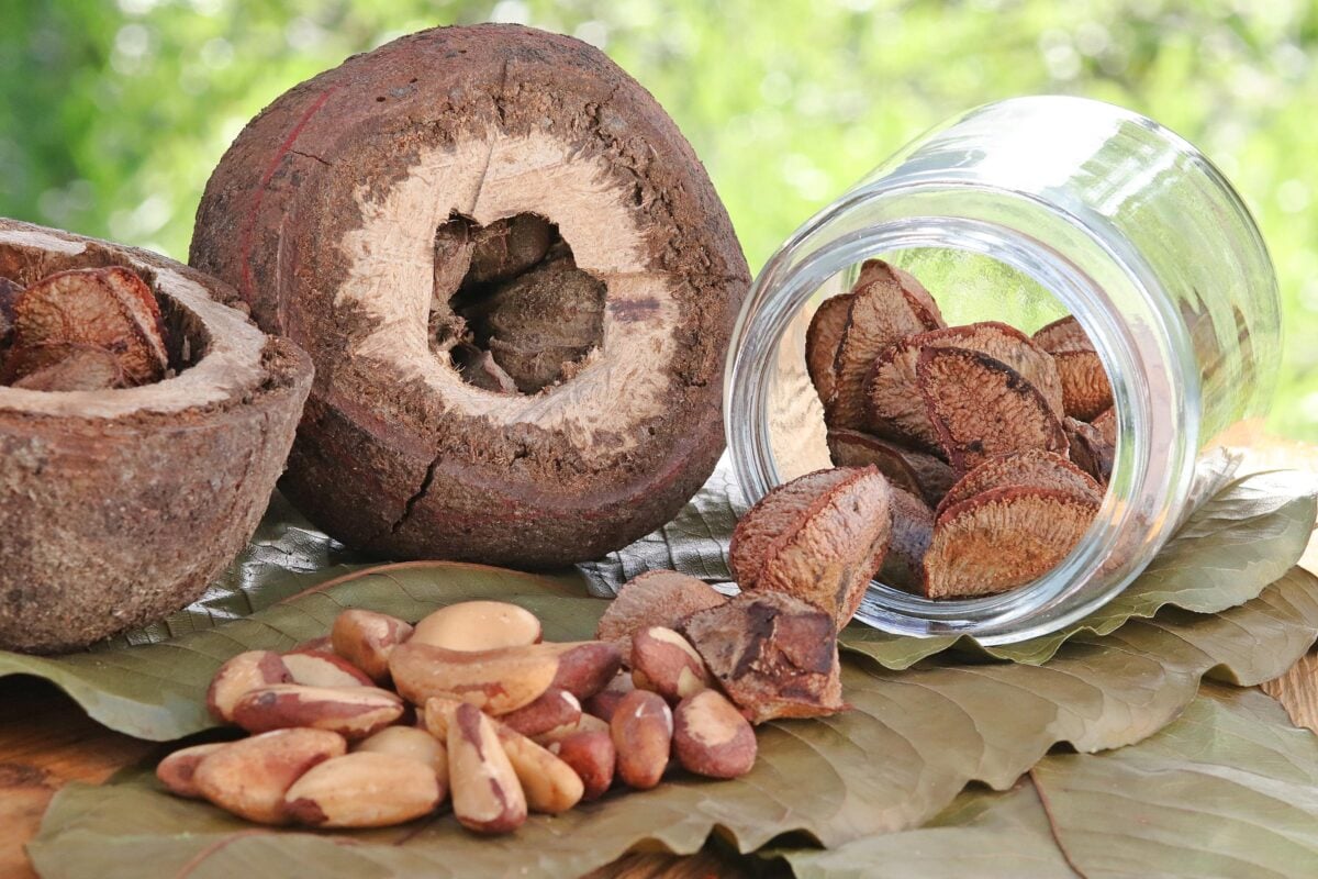 Assis Brasil volta a liderar exportações do Acre com avanço da castanha