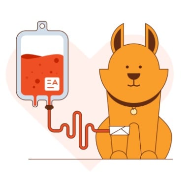 Campanha busca cachorro doador de sangue para salvar cadela