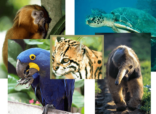 Relatório aponta que mais de 1,2 mil espécies da fauna brasileira estão ameaçadas de extinção