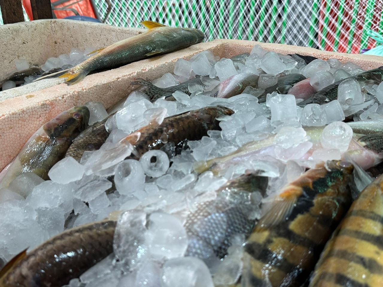 Entre as espécies disponíveis estão tambaqui, piau e matrinxã de açude, além de peixes oriundos do rio