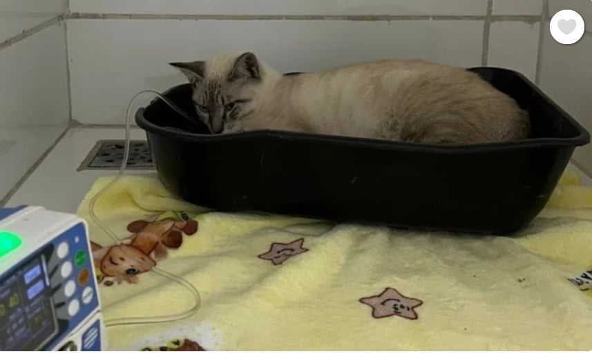 Jornalista acreana mobiliza campanha para salvar gato intoxicado