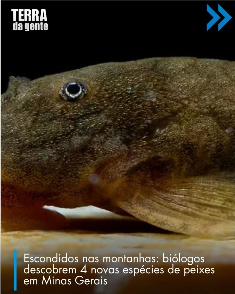 Pesquisadores identificam quatro novas espécies de peixe cascudinhos
