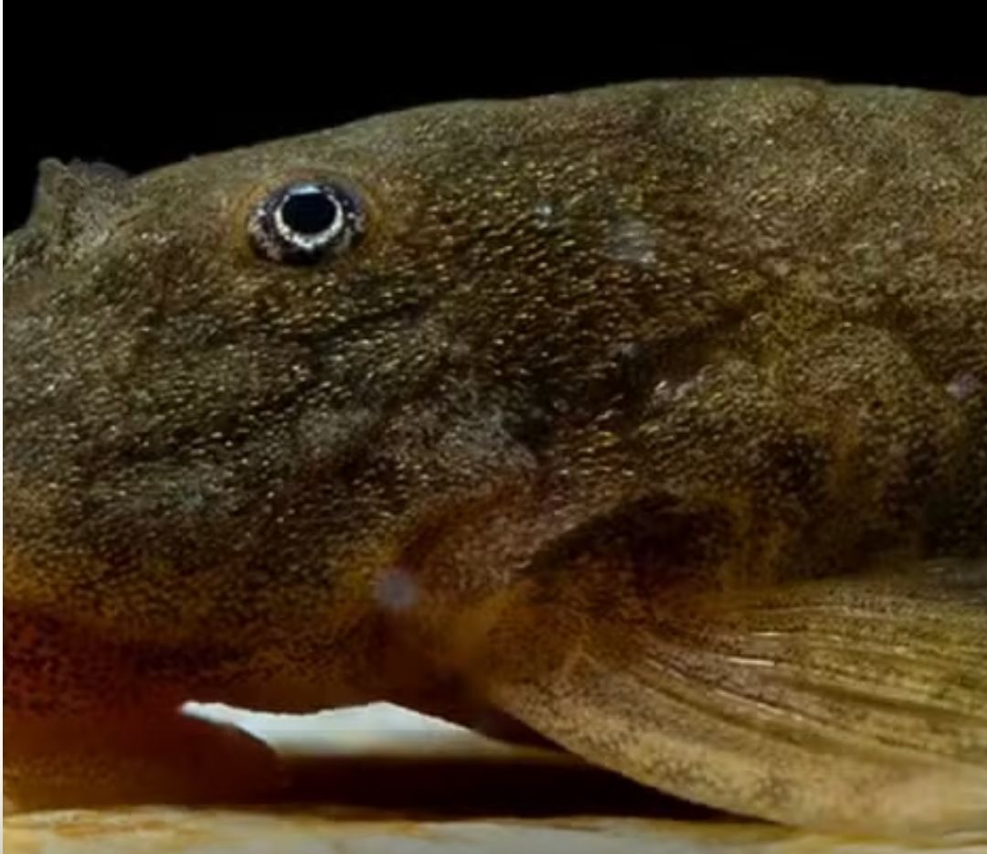 Pesquisadores identificam quatro novas espécies de peixe cascudinhos