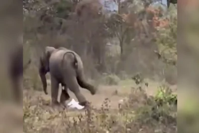 Um vídeo impressionante que circula nas redes sociais nesta sexta-feira (20/03) mostra o momento exato em que um homem sobrevive a um encontro brutal com um elefante selvagem na região de Odisha, na Índia.