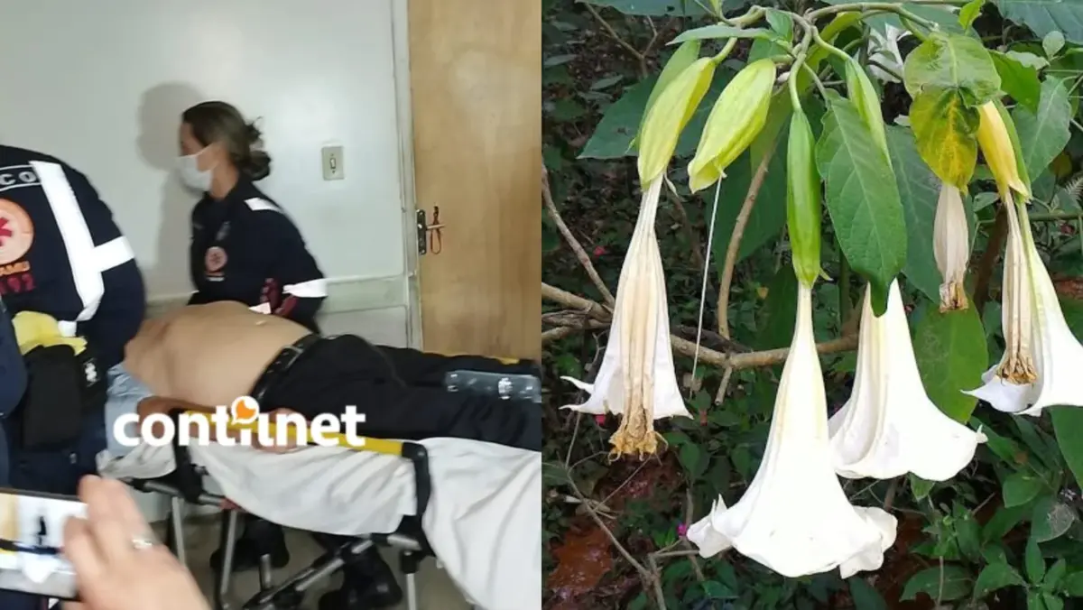 Trombeta-de-anjo é uma espécie de planta tóxica/Foto: ContilNet