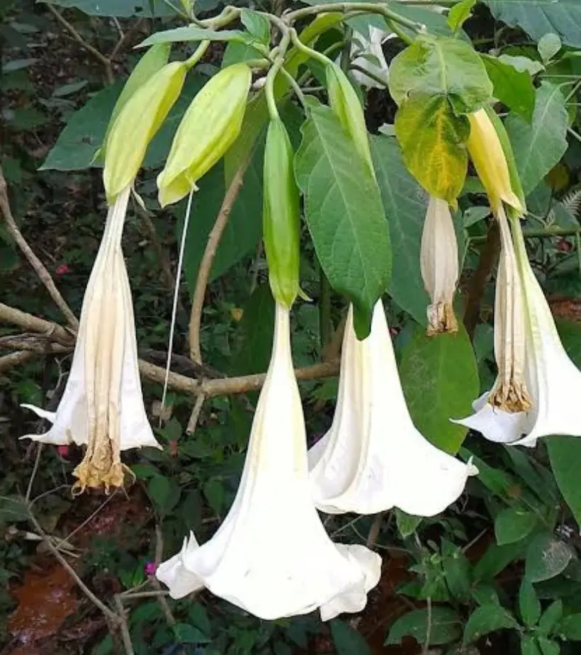 Trombeta-de-anjo é uma espécie de planta tóxica/Foto: ContilNet