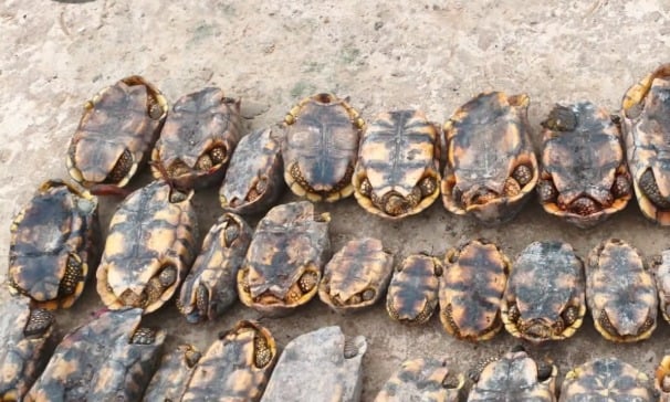 Jabutis apreendidos durante operação de fiscalização na Reserva Extrativista Riozinho da Liberdade