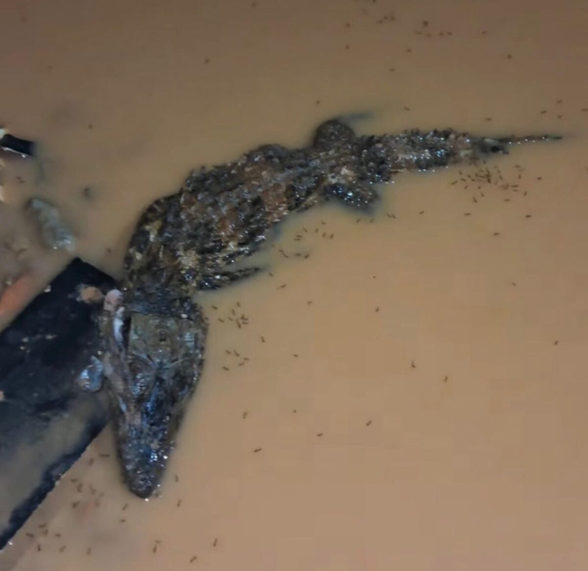 Jacaré dentro de buraco em rua de Sena Madureira