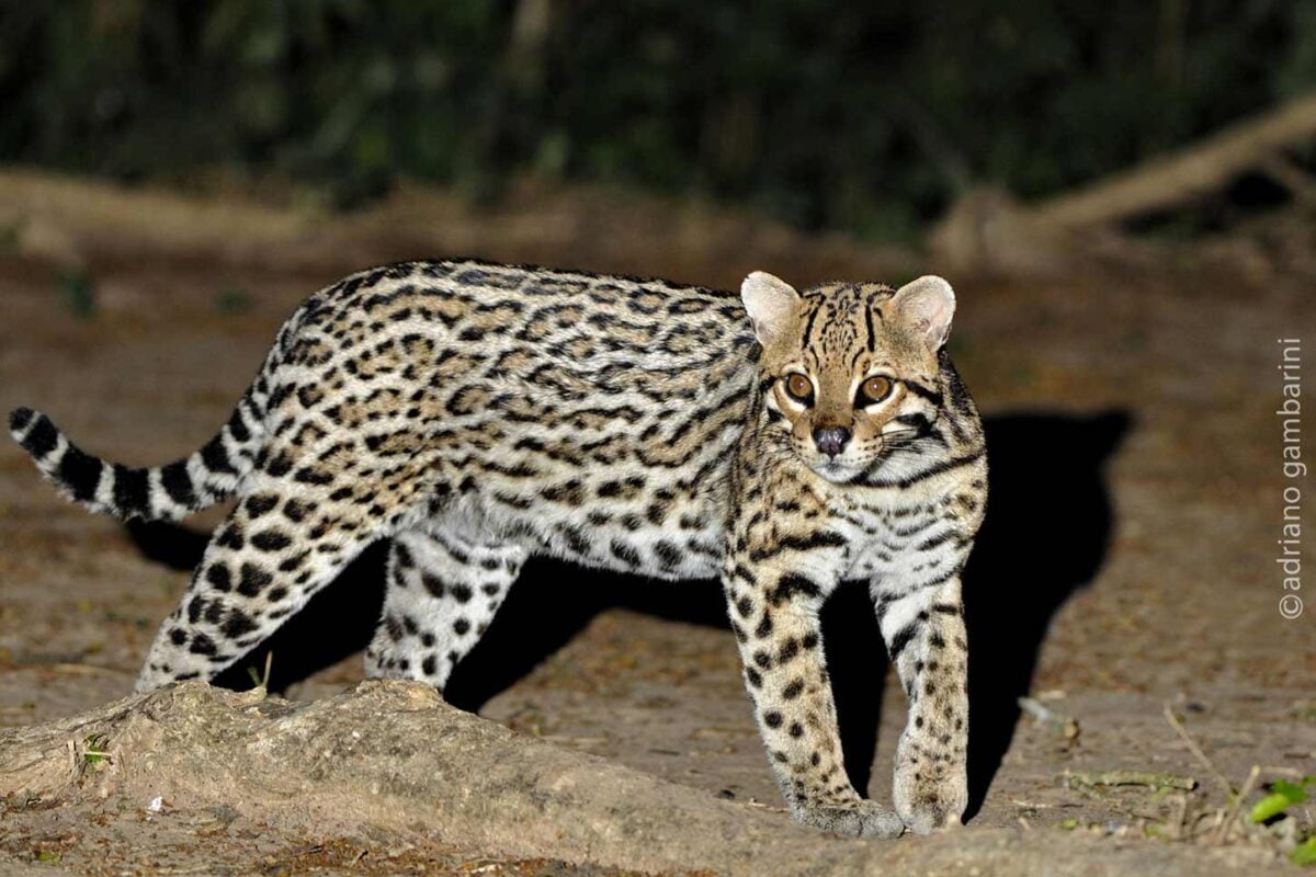Registro raro mostra jaguatirica arrastando carcaça de bezerro e chama atenção de pesquisadores