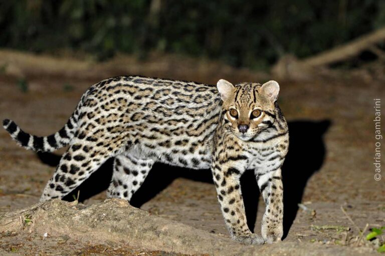 Registro raro mostra jaguatirica arrastando carcaça de bezerro e chama atenção de pesquisadores