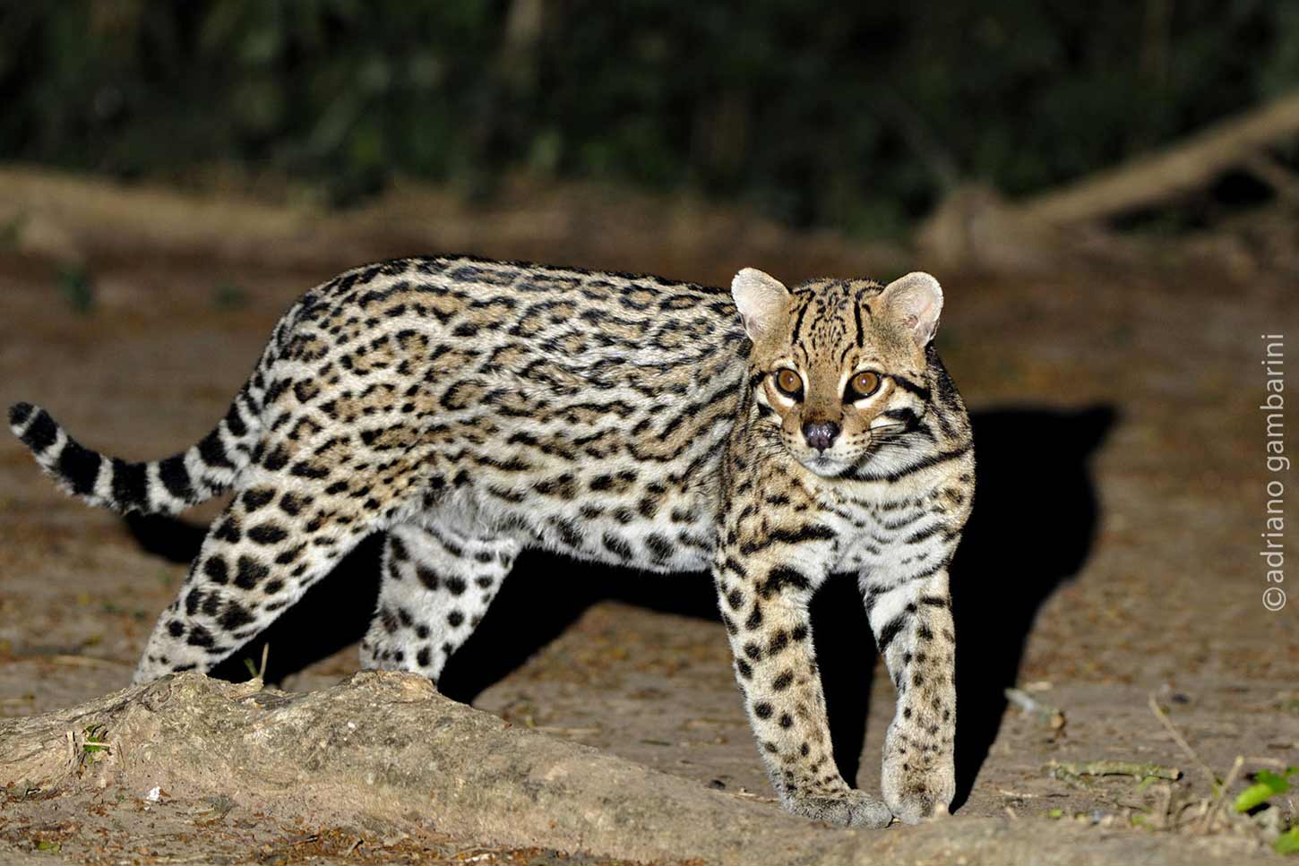 Registro raro mostra jaguatirica arrastando carcaça de bezerro e chama atenção de pesquisadores