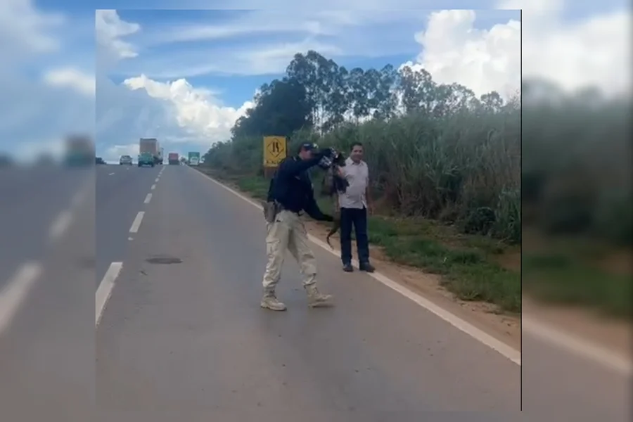 Jiboia escapa de atropelamento e é salva por agentes