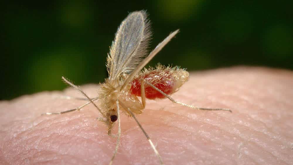 A leishmaniose é transmitida por picada de mosquito