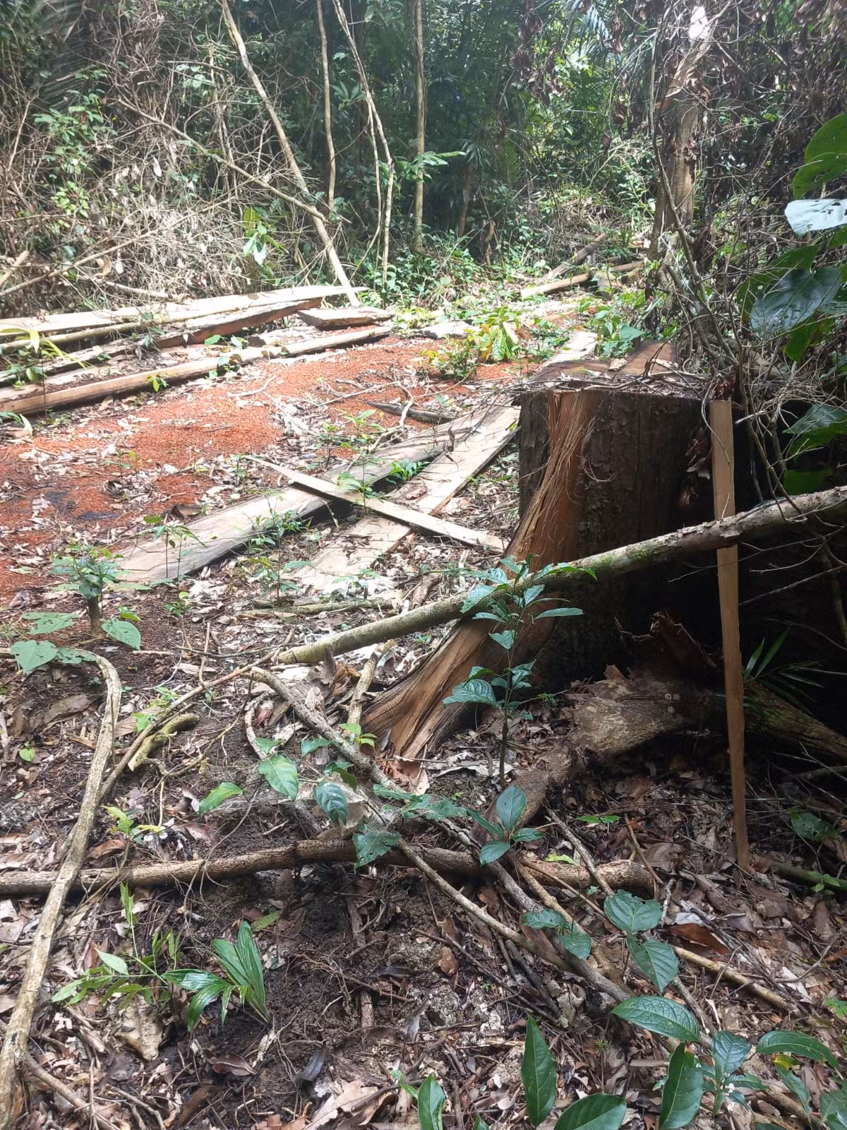 Invasão com gado e extração de madeira leva MPF a investigar área indígena no Acre