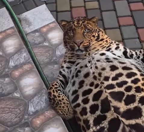 Onça “obesa” vira sensação nas redes sociais