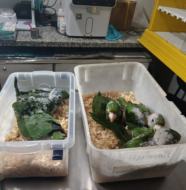 Periquitões foram resgatados em Sena Madureira/Foto: Reprodução