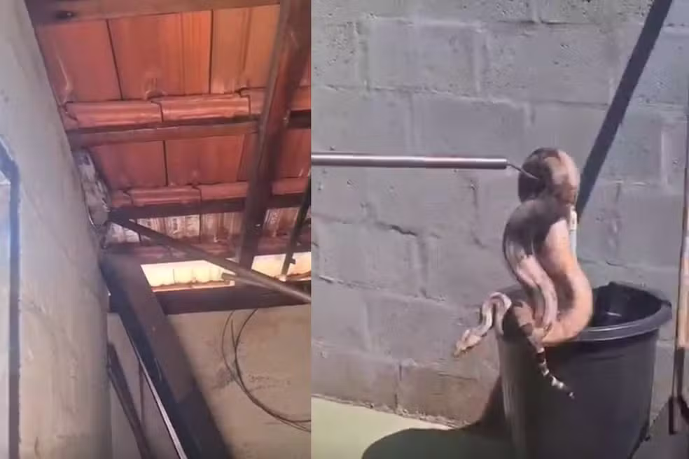 Moradores da Chácara das Mansões, em Campo Grande, levaram um susto ao encontrar uma jiboia descansando no telhado de casa nesta quarta-feira (25/03). A Polícia Militar Ambiental (PMA) foi acionada e realizou a captura do animal utilizando equipamentos específicos de manejo, garantindo que a serpente não fosse ferida durante a ação.