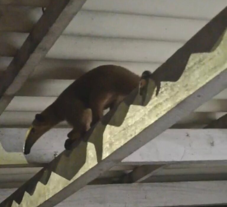 Vídeo mostra tamanduá-mirim caminhando no teto de unidade de saúde do interior do Acre