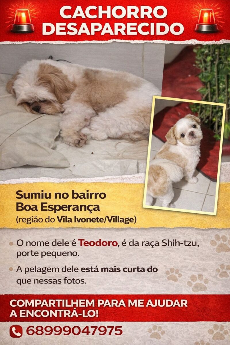 Teodoro é da raça Shih-tzu