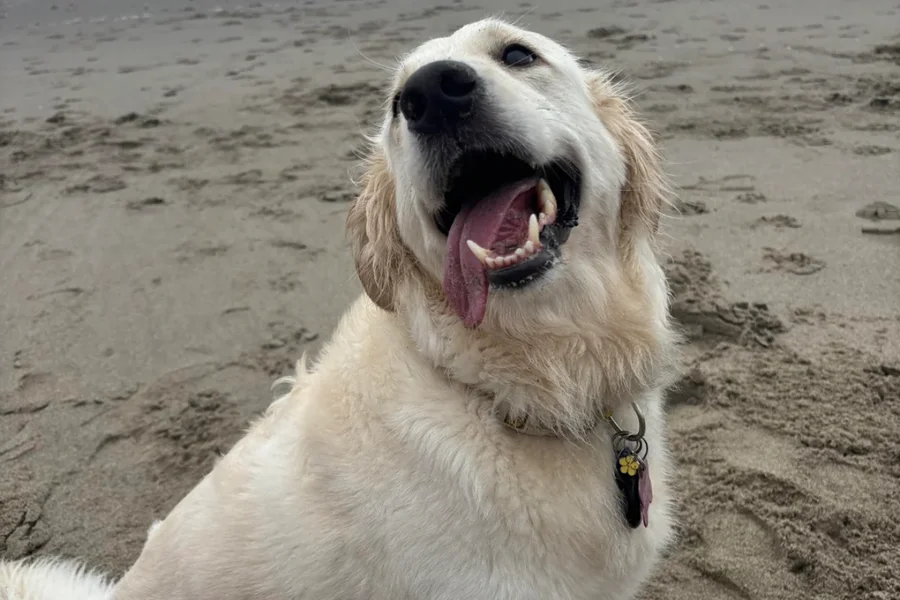 Tutora gasta R$ 10 mil com consultas e diagnóstico de pet surpreende