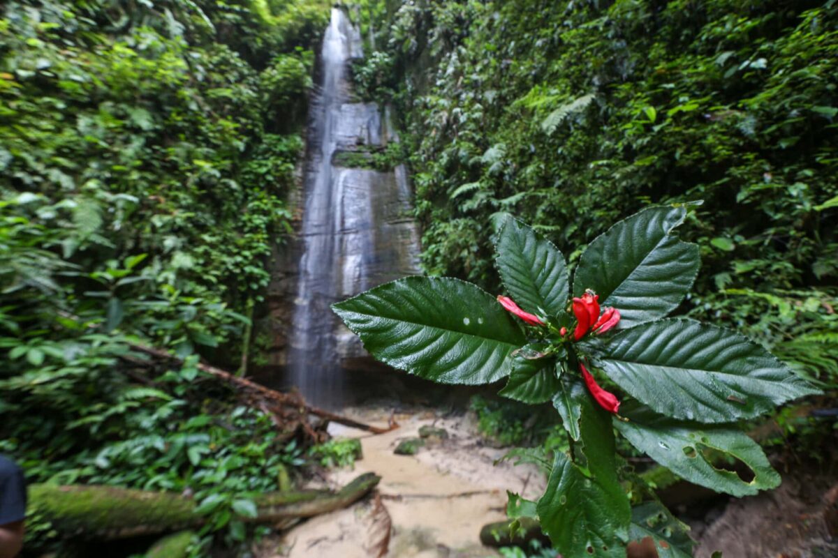 Expedição internacional vai investigar flora na Serra do Divisor