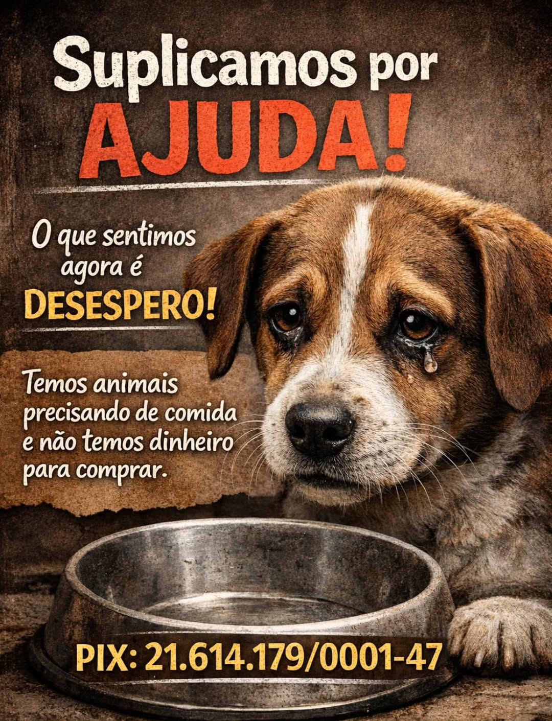 ONG de proteção animal pede ajuda para alimentar cães e gatos em Rio Branco