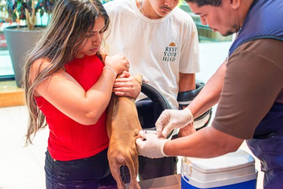 Quase 150 animais são vacinados contra a raiva em ação em Rio Branco