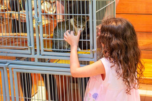 Quase 150 animais são vacinados contra a raiva em ação em Rio Branco