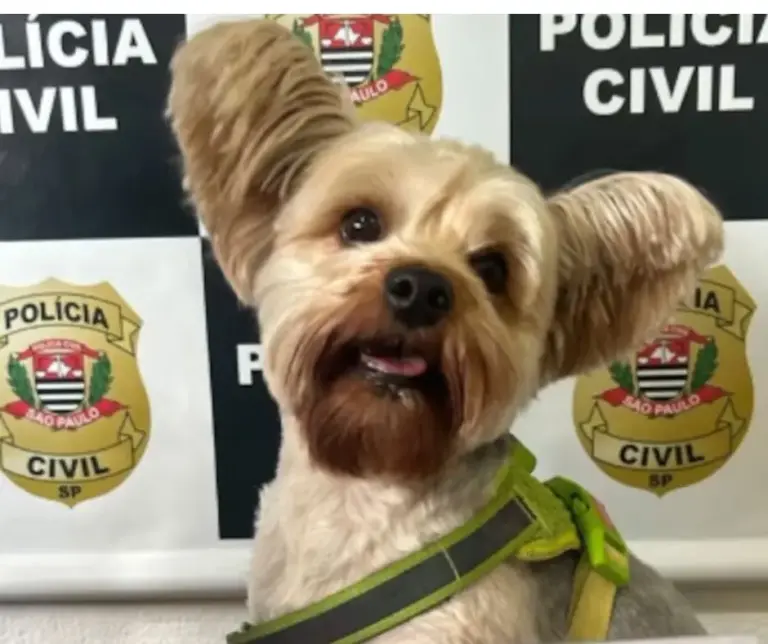 Com máscara de silicone, homem furta cão da ex em pet shop