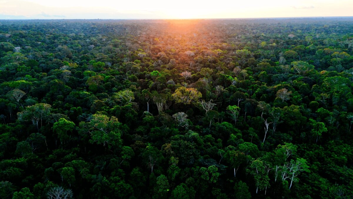 Acre está entre os estados que mais reduziram perda de florestas em 2025