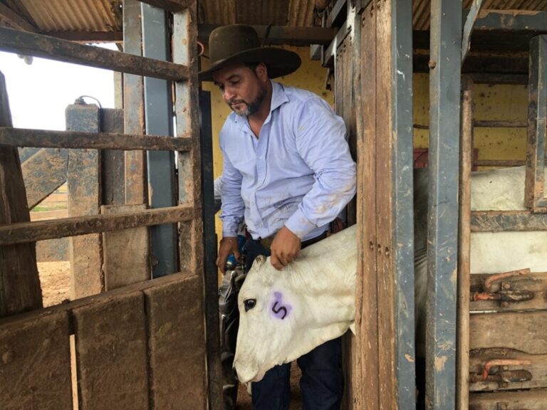 Acre alcança 94% de vacinação contra brucelose e vira destaque em fórum nacional