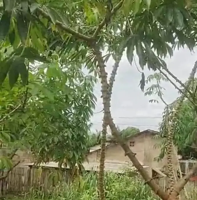 “Só sai com trator”: pé de macaxeira gigante surpreende morador no Acre