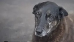 Entenda: internautas temem arquivamento sobre morte de Cão Orelha