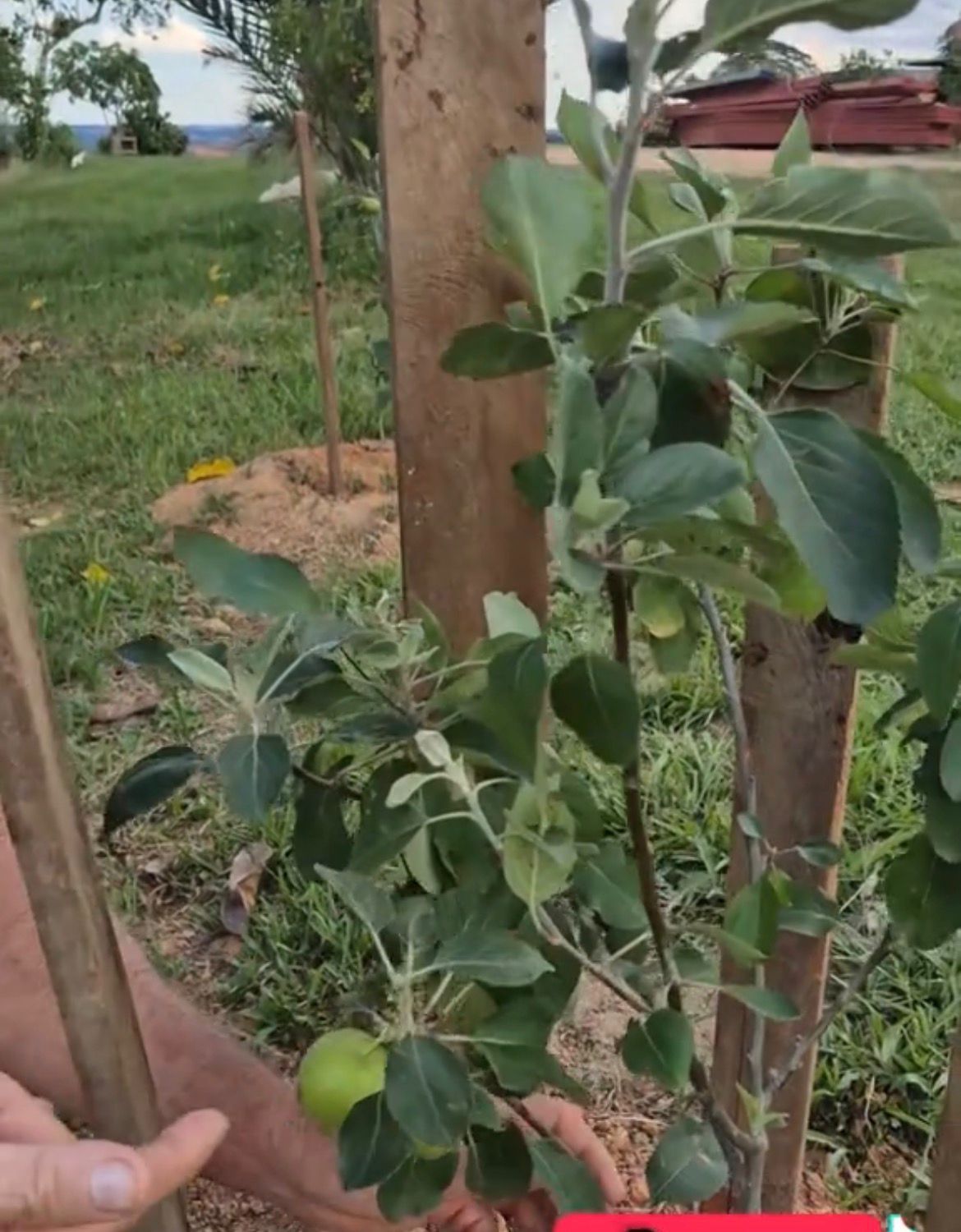 “Terra abençoada”: Agricultor colhe maçãs e surpreende com produção no Acre