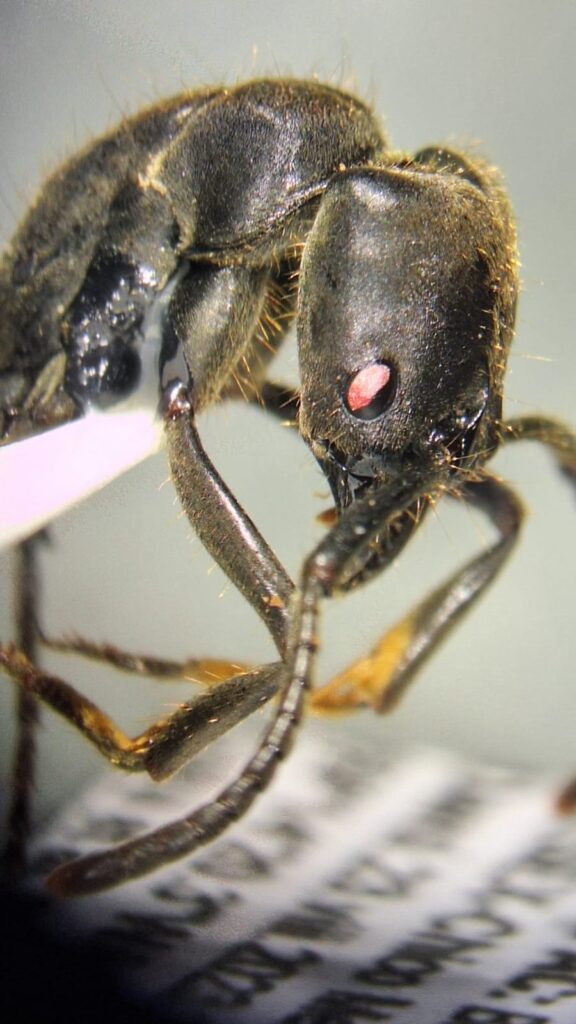 Estudo da Ufac descobre 21 novas espécies de formigas no Acre