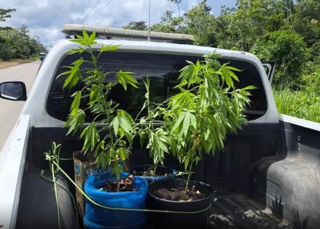 Homem é preso com pés de maconha próximo à BR-364 em Rodrigues Alves