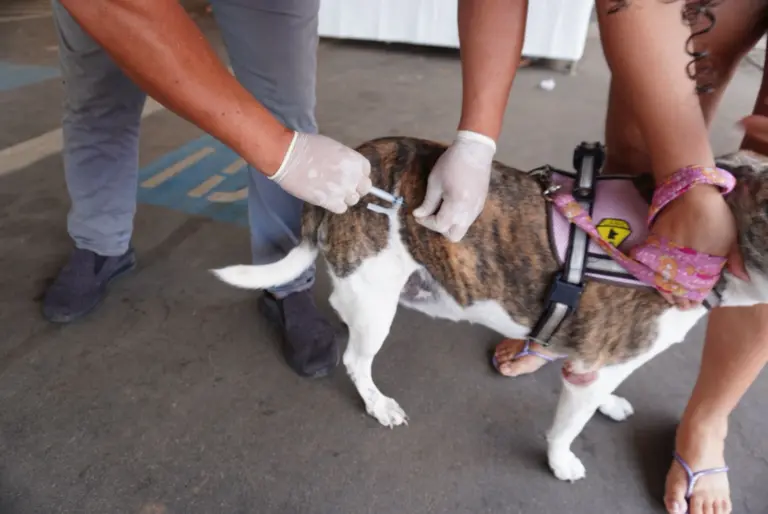 Saúde vacina cães e gatos contra a raiva em Rio branco; veja locais e datas