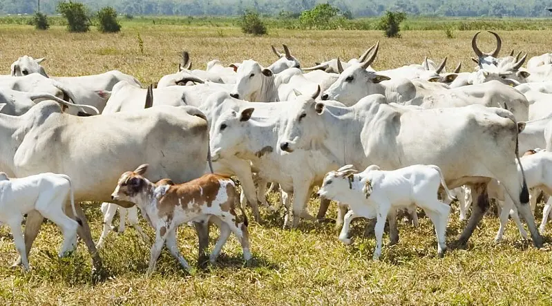 Governo proíbe uso de antibióticos na produção animal no país