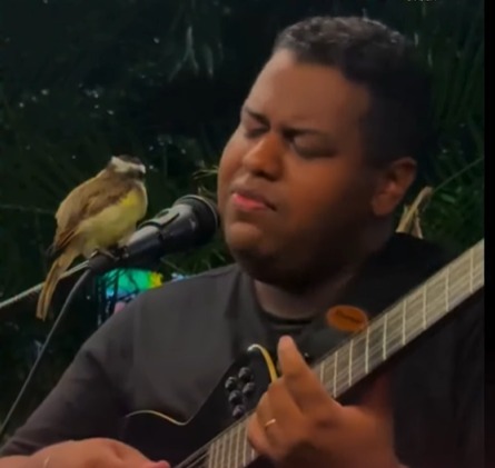 Bem-te-vi pousa em microfone e surpreende cantor durante show