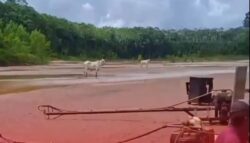 ContilNet Notícias - O seu portal de notícias do Acre Barco com carga de bois naufraga no Rio Iaco e assusta moradores