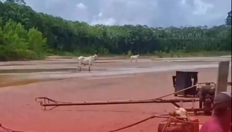 Barco com carga de bois naufraga no Rio Iaco e assusta moradores