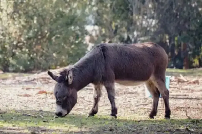 Crise na Argentina faz consumidores trocarem carne boi por carne de burro