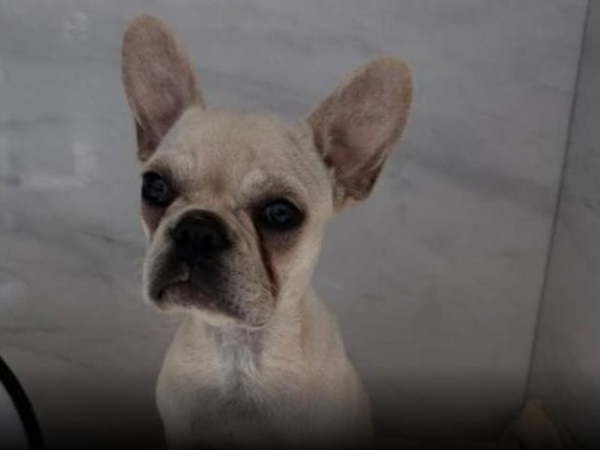 Cachorra passa mal após ingerir dezenas de pedras de crack e caso termina em prisão