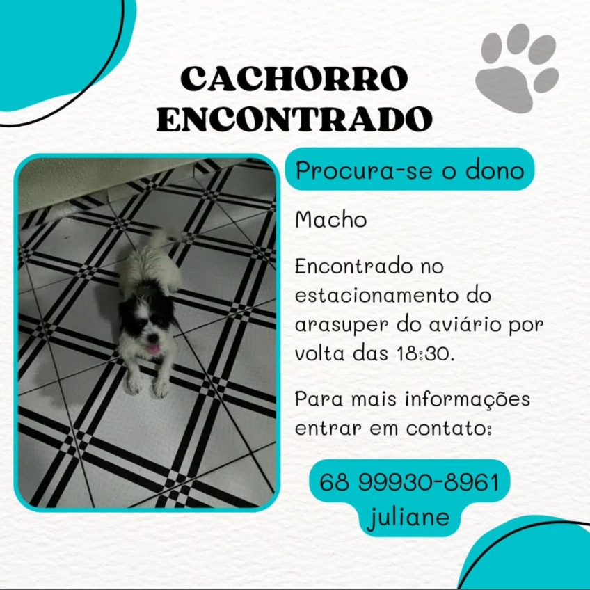 Cachorro perdido é encontrado em Rio Branco e mobiliza busca pelo dono