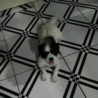 cachorro