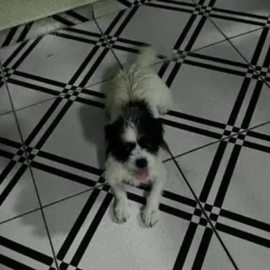 Procura-se dono de cachorro encontrado no Arasuper do Aviário