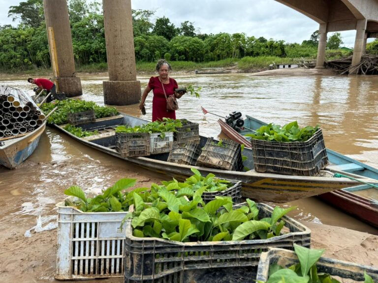 Cruzeiro do Sul distribui mudas de café do programa sustentável